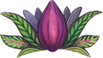 cacao mama cacao pod drawing purple