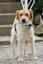 Milou : Chien de Tintin le célèbre reporter.