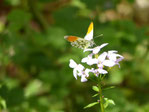 Blühfläche zur Förderung der Insekten und Feldlerchen.