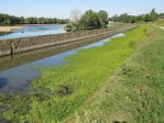 Jussie des marais, plante invasive du canal d'Orléans