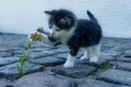 Nebenjob als Katzensitter gesucht? Tierbetreuung in Bremerhaven - Katzenbetreuung, Catsitting