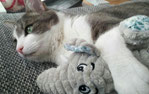 Katzensitter in Bad Homburg und Frankfurt, Katzensitting, Katzenbetreuung, Tierbetreuung