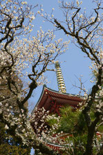 平成25年　成田の梅まつり