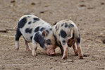 Schweinchen