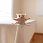 テーブルの上でこっちを見るフクロモモンガの赤ちゃん