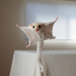 テーブルの上でこっちを見るフクロモモンガの赤ちゃん