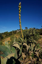 Die Knospe der Maguey-Agave wird mehrere Meter hoch