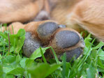 patte et coussinet d'un chien marron couché dans l'herbe par coach canin 16 en charente