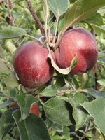 Obstgehölze