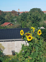Blick nach Friedenau vom Hans-Baluschek-Park. Foto: Helga Karl