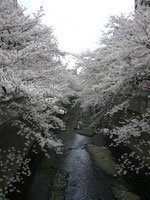 川沿いの桜