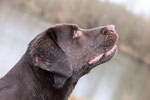 labradorretrievertonis Webseite!