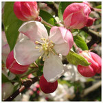 Pommier sauvage