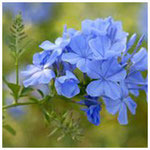 Plumbago