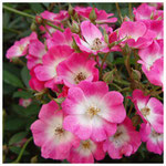 Eglantine