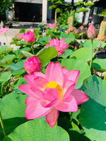 臨済宗　勝楽寺　福岡市東区箱崎