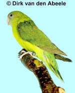Agapornis canus (Grauköpfchen) "pallid grün"