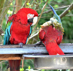 Papageien im Tiergarten Wels