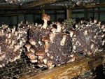 вирощування шиітаке, лікарські гриби, шиітаке на городі, як вирощують шиітаке