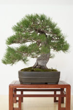 Pino Nero - Pinus Nigra