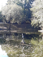 Reiher sitzt auf einem Stein im Teich