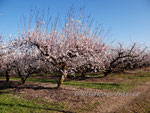 nos vergers en fleurs