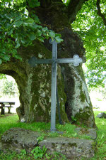 Eisernes Kreuz an der Linde (Foto: S. Funk)