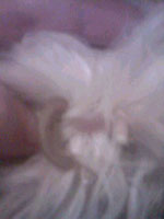Пекинес в колтунах "ДО" - когти вросли в пучки :(  (один когтик уже обстрижен) фото 4