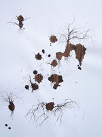 LAST n°73 brou de noix et sciure sur papier 50 x 65  2009