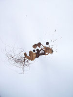 LAST n°76 brou de noix et sciure sur papier 50 x 65  2009