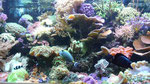 Dieters Aquarium