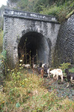 Un train à quatre pattes entre dans le Tunnel de Bedous.