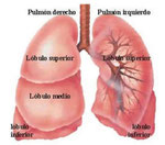 pulmones