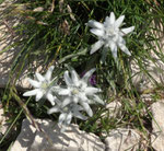 Fleurs de Drôme-Ardèche