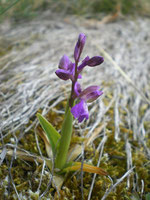 Orchis bouffon