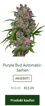 Purple Bud Automatic-Samen