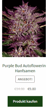 PURPLE BUD AUTOFLOWERING HANFSAMEN