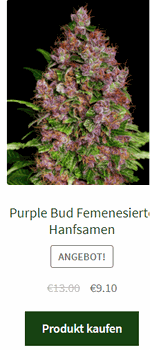 purple bud femenisierte hanfsamen