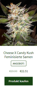 cheese x candy kush feminisiert