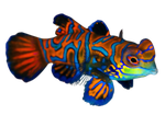 Poisson_mandarin_durant_safari_de_plongée_13_jours_Bali