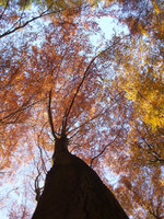 Baumgestalt im Herbst