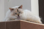 Sue ( Heilige Birma) geb.13.12.07 Seal tortie point