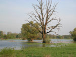 Rabensburger Thaya-Auen