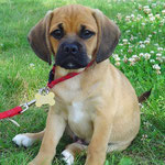 Quelle: http://thepetwiki.com/images/Puggle.jpg