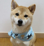柴犬のあんこです。