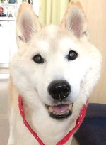 柴犬のシヴァです。
