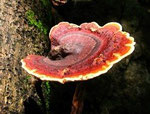 Reishi Aloé Vera