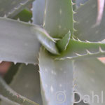 Aloe Homöopathie Berlin Heike Dahl