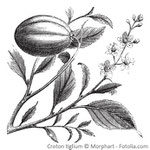 Homöopathie Homoeopathie Berlin Sommerdurchfall