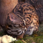 asiatische Leopardenkatze